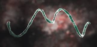 Image result for Spirochete