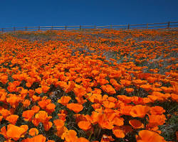 Image of Antelope Valley California Poppy Reserve