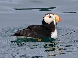 Image result for Stenostelma corniculatum