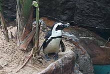 See more ideas about penguins, african penguin, georgia aquarium. African Penguin Wikipedia