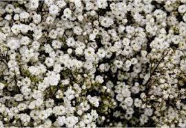 How To Cast A Spell A Guide For Beginners Magical Herbs Witch Herbs Babys Breath