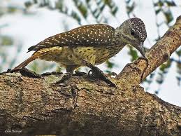 Names Birds That Start With Q Pin On Bird Families P Q