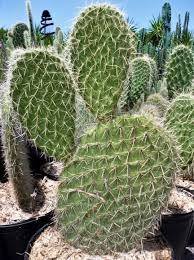 Image result for Opuntia