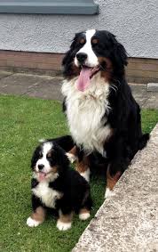 Do You Need A Name For Your New Bernese Mountain Dog Name Here Are 47 Of The Best Bernese Mountain Dog Names Dognames Bernese 2020 Kopek Turleri Kopek Hayvanlar