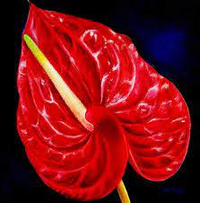 Pin On Love Flowers