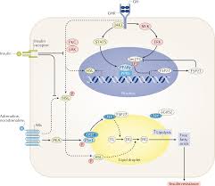 Growth hormone (gh) is a small protein that is made by the pituitary gland and secreted into the bloodstream. The Effects Of Growth Hormone On Adipose Tissue Old Observations New Mechanisms Nature Reviews Endocrinology