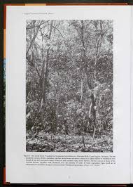 Image result for Burttdavya nyasica