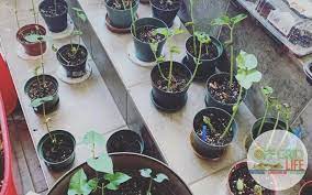 Placing kidney plants under grow light is also an option if you can't place it under proper sunlight or plan to grow it indoors. How To Grow Black Beans Indoors An Off Grid Life