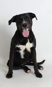 Mission bay puppy rescue is a dog rescue based in san diego, ca. Dog Rescue And Adoption In California