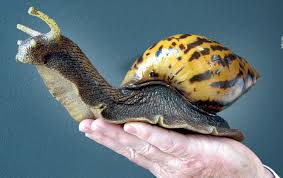 Según la unión internacional para la conservación de la naturaleza (uicn), está incluida en la lista de las 100 especies dañinas más invasivas del mundo. El Caracol Gigante Africano Nuestroclima