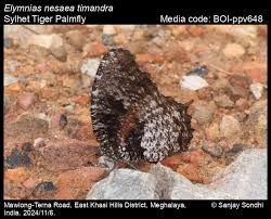 Image result for Nesaea heptamera