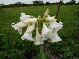 Image result for Crinum lugardiae