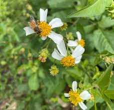Image result for Bidens pilosa