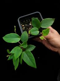 Image result for Begonia elaeagnifolia