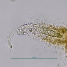 Image result for Physotrichia