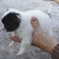 Black, tan and white long haired chihuahua full face. Chihuahua Puppies Merles And Black White Nex Tech Classifieds