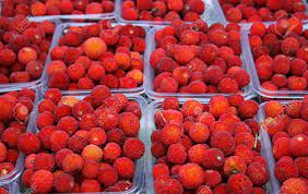 57 free photos of strawberry tree. Fruit Of Strawberry Tree Stock Photo Picture And Royalty Free Image Image 11776898
