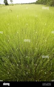 Image result for Eragrostis humidicola