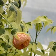 Image result for Abutilon sp.no.2
