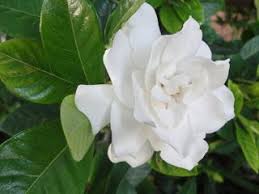 All of our flowers are grown in the most pristine farms from all around the world. Year Round Fragrance For A Florida Garden Florida Flowers Florida Landscaping Florida Gardening