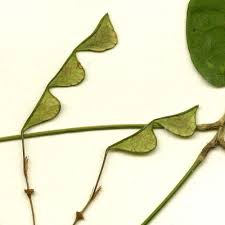 Image result for Hylodesmum