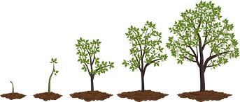 Image result for oak sapling