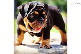 Find all breeds of puppies for sale and dogs for adoption near you in duluth, minneapolis, st paul, rochester or minnesota. Black And Tan Tri Carries Chocolate Male English Bulldog Puppies For Sale English Bulldog English Bulldog For Sale