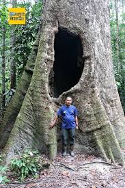 4.696 juta hektar di semenanjung malaysia, 3.605 juta hektar di sabah, nilai eksport kayu dan produk kayu. Sungai Menyala Edu Ecotourism Centre Port Dickson Negeri Sembilan