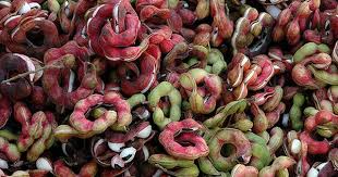 Amazing Seeds Variety Of Fruits Fruit Seed Capsule