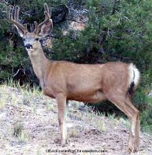 how much meat to pack out on a mule deer