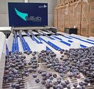 Elifab presents the new blue berries machine. - Ellips ...