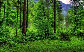 Cool Nature Wallpapers Forest Natural Landscape Tree Nature Natural Environment Tropical And Subtropical Coniferous Forests Vegetation Old Growth Forest Nature Reserve Woodland 1529018 Wallpaperkiss