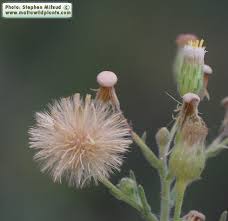 Image result for Erigeron sumatrensis