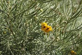 Image result for Senna artemisioides
