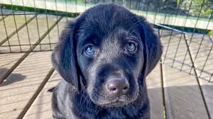 Huge collection, amazing choice, 100+ million high quality, affordable rf and rm images. We Got A Black Lab Puppy Youtube