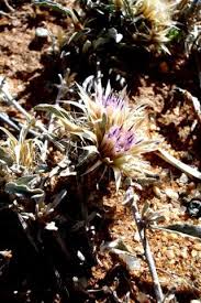 Image result for Dicoma capensis