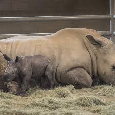 Maybe you would like to learn more about one of these? Baby Rhino Is America S First Born From Artificial Insemination San Diego The Guardian