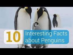 Though They Can T Fly Penguins Are Among The Fastest Swimmers On Earth Waddle Through These Fun Penguin Facts Fun Facts About Penguins Penguin Facts Penguins