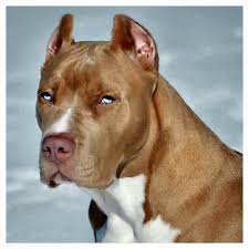 Pitbullsarado Dogsofinstagram Dog Pitbullsofinstagram Poppy Dogs Love Americanbully Bully Pitbulls Phot In 2020 Beautiful Dogs Animals Beautiful Pitbull Dog