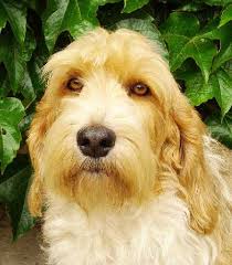 Image result for malý vendéeský hrubosrstý honič