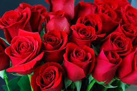International women's day flowers italy. Why Women S Day Flowers Are Amazing And Which To Pick