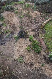 Richtig Mulchen Im Garten Der Kleine Horrorgarten Garten Hecken Pflegeleichter Garten Garten