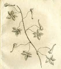 Image result for Tropaeolaceae