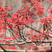 Image result for Micrococca