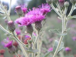 Image result for Vernonia hirsuta