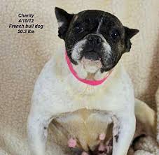 We often have french bulldog puppies that haven't been placed on our site yet, so please contact us if you don't see the puppy of your dreams available. Charity French Bulldog Adult Female For Sale In Colorado Springs Colorado Classified Americanlisted Com