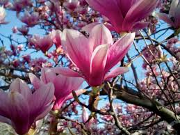 Crape myrtle trees (shrubs, bushes) have become a favorite flowering plant shade trees that produce dramatic leaf colors of red, yellow and purple in the fall are sweet gum trees, sourwood tree and swamp tupelo trees. Everything You Need To Know About Magnolia Trees Tennessee Home And Farm