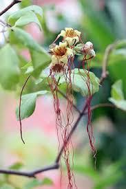 Image result for Strophanthus kombe