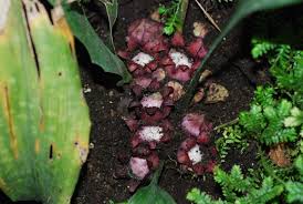 Image result for Convallariaceae