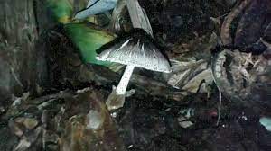 Dapatkan informasi, inspirasi dan insight di email kamu. Jamur Pisang Youtube